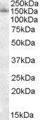 SF3B3 antibody