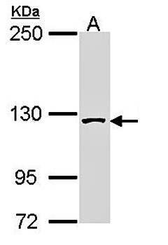 SAP130 antibody