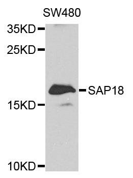 SAP18 antibody