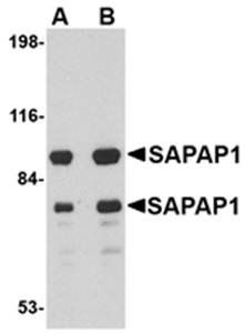 SAPAP1 Antibody