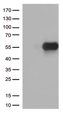 SAPAP3 Antibody
