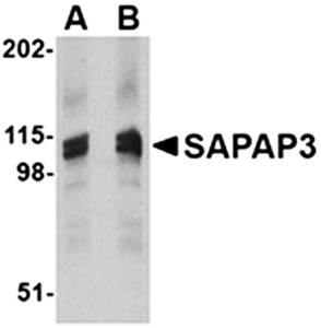 SAPAP3 Antibody