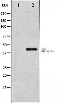 SAPk/JNk antibody