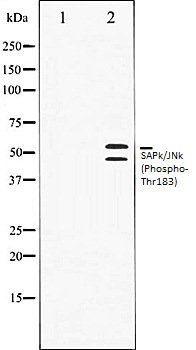SAPk/JNk (Phospho-Thr183) antibody