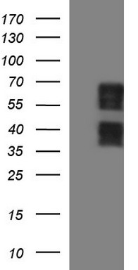 SAPK4 (MAPK13) antibody
