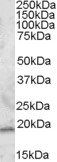 Goat anti-SAR1 Antibody