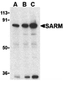 SARM Antibody