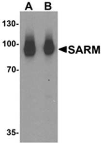 SARM Antibody