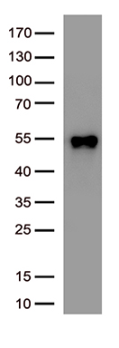 SARS-CoV-2 N Protein antibody