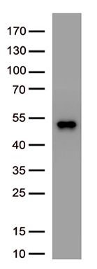 SARS-CoV-2 N Protein antibody