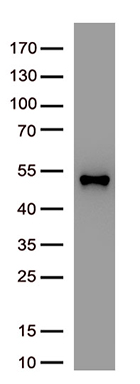 SARS-CoV-2 N Protein antibody