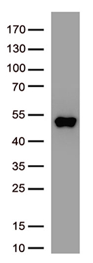 SARS-CoV-2 N Protein antibody