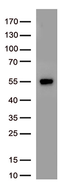 SARS-CoV-2 N Protein antibody