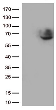SARS-CoV-2 N Protein antibody
