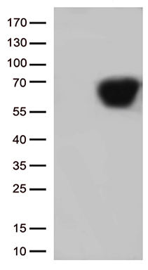 SARS-CoV-2 N Protein antibody