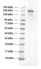 SARS-CoV-2 trimeric soluble full-length Spike protein, Alpha variant, S protein