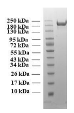 SARS-CoV-2 trimeric soluble full-length Spike protein, B1.617 cluster, S protein