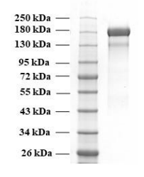 SARS-CoV-2 trimeric soluble full-length Spike protein, Delta variant, S protein