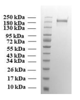 SARS-CoV-2 trimeric soluble full-length Spike protein, Gamma variant, S protein