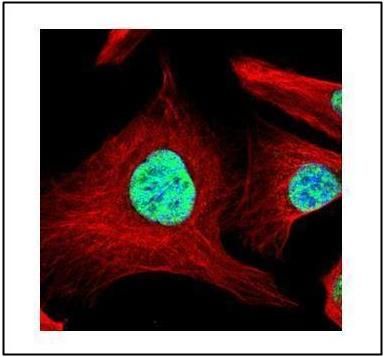 SART1 antibody [N2C1], Internal