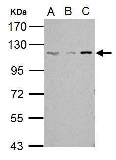 SART1 Rabbit Polyclonal Antibody