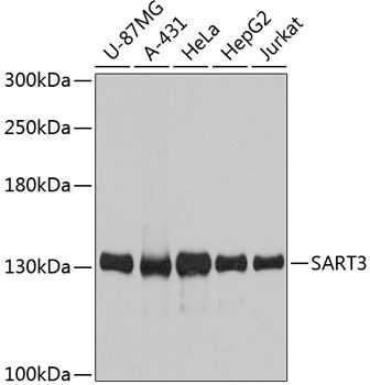 SART3 antibody