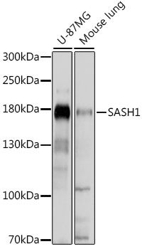 SASH1 antibody
