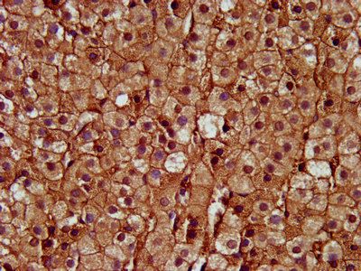 SAT2 Antibody