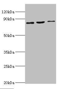 SATB1 antibody