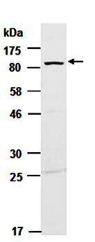 SATB1 (N) Antibody, Rabbit Polyclonal