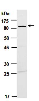 SATB1 antibody