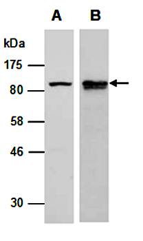 SATB1 antibody