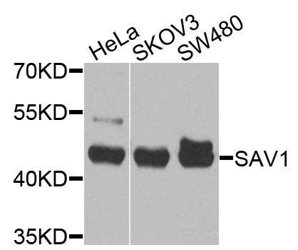 SAV1 antibody