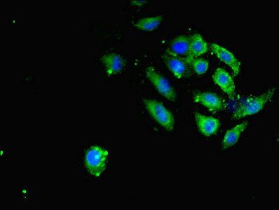 SAV1 Antibody