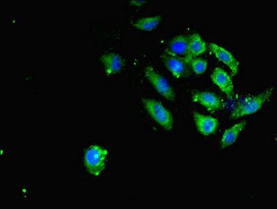 SAV1 antibody