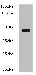 SAV1 antibody