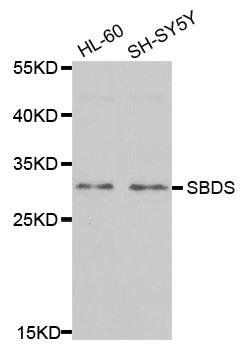 SBDS antibody