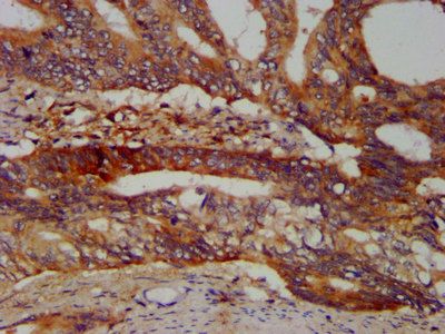 SBDS Antibody