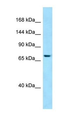 SBF1 antibody