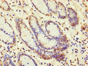 SBF2 Antibody