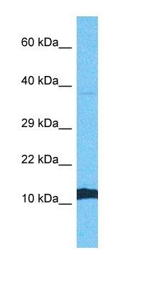 SC61B antibody