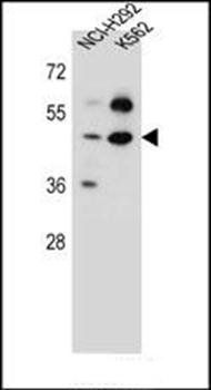 SC65 antibody