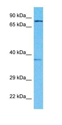 SC6A9 antibody