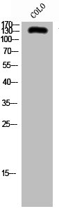 SCAF4 antibody