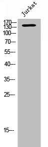 SCAF8 Antibody