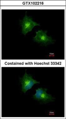 SCAMP3 antibody