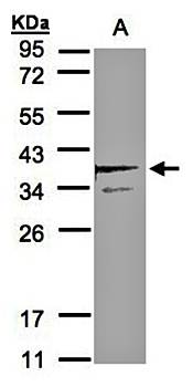 SCAMP3 antibody