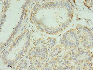 SCAMP4 Antibody