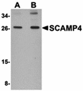 SCAMP4 Antibody