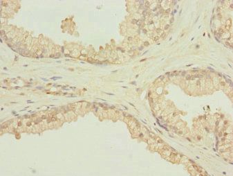 SCAND1 antibody